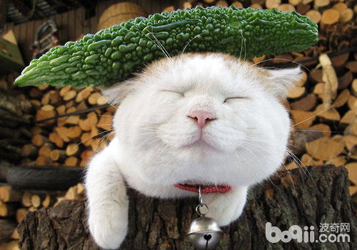 猫咪果然怕黄瓜吗？