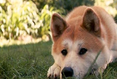 秋田和柴犬的辨别在何处， 怎样样辨别？