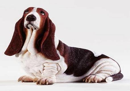 阿拉斯加犬怎么养？在养的时候我们需要注意哪些问题？(图2)