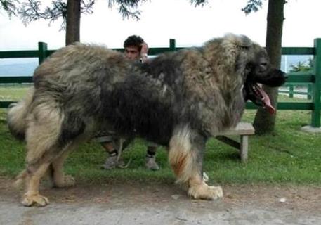  高加索还有藏獒在大型犬中比较厉害的是哪一个呢？(图1)