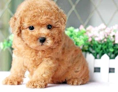 泰迪犬多少钱一只？值得购买吗？(图1)