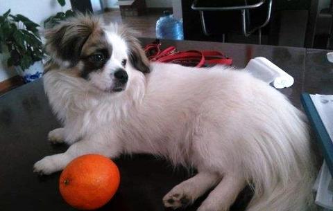 蝴蝶犬几钱一只？吻合你的情绪价位吗？ 
