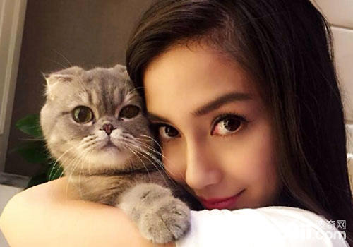 姚朝襟怀猫咪，为什么明星都爱猫？