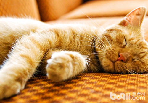  安置果然是猫咪的嗜佳？