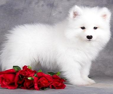 萨摩耶是大型犬吗？好养吗？(图2)
