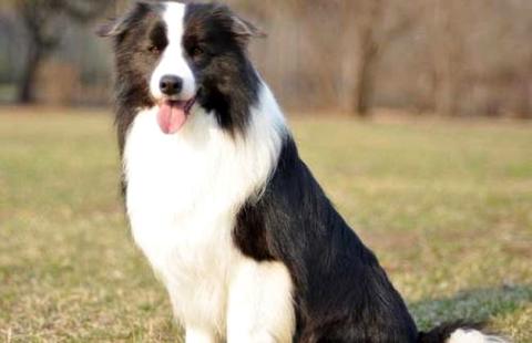 中华故乡犬智商排名大概在什么位子？