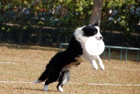 边境牧羊犬多大的时候开始训练训练的方法有哪些呢？(图1)