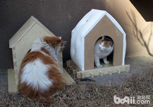 给猫咪众筹一个大屋子？