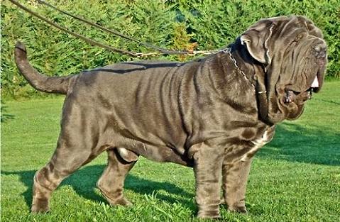 意大利纽波利顿犬几钱一只？佳养吗？ 