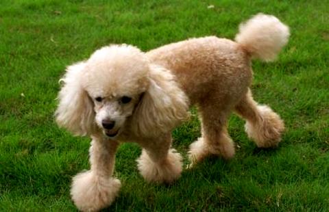 如何训练小型贵宾犬握手？(图1)