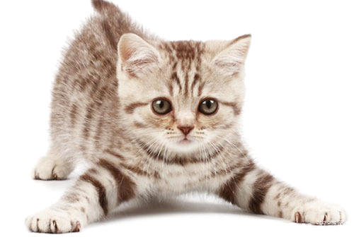  猫咪探秘：它们有哪些奇异的天性？