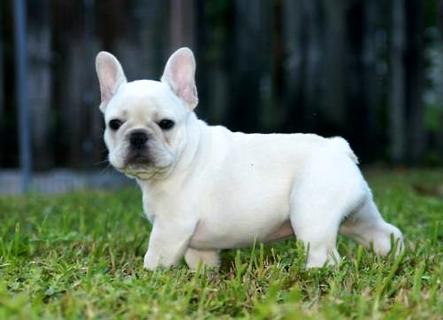 法国斗牛犬好养吗？饲养过程中要注意哪些问题？(图3)