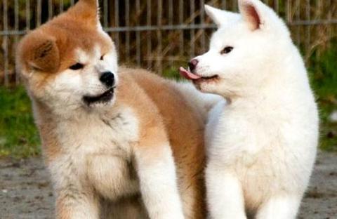想养秋田犬的铲屎官们，领会秋田犬普遍几钱吗？ 