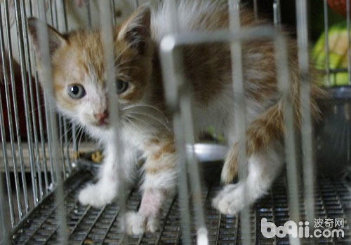 猫咪领养：何如找到适合你的猫咪？