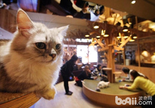 猫咪日：固然文明不共，然而咱们都爱猫