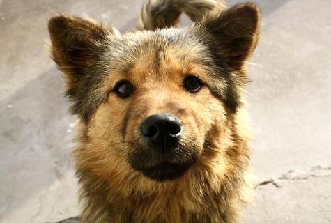 狂犬疫苗价钱一览表，入口大概国产直交作用价钱
