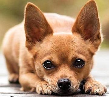 小鹿犬哪种颜色最贵？小鹿犬价格多少？(图1)