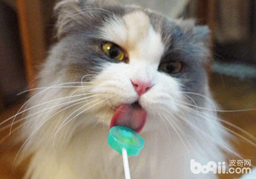 猫咪爱吃甜食吗？