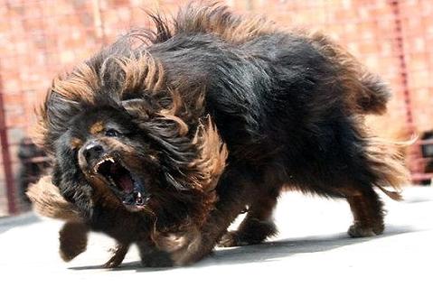 想养躲獒？聪明之价！