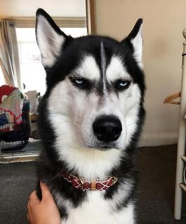 还在为不知怎样训练金毛寻回犬烦恼？学完这几招老婆都夸你！(图1)