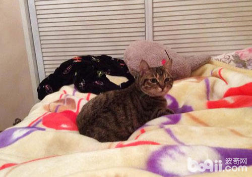 猫咪乱撒尿后怎样除尿味？
