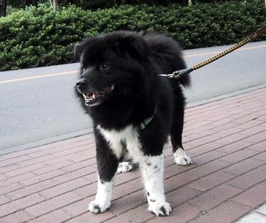 “狗狗身上有跳蚤怎样办”有何妙招？ 