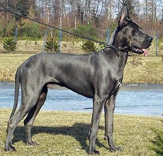你了解巨型客人犬几钱一只吗？ 