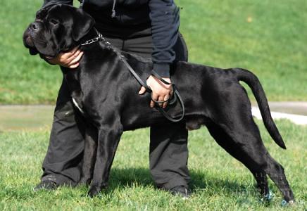 卡斯罗犬智商排名是多少？卡斯罗犬贵吗？(图2)
