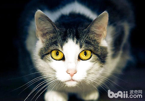 猫咪爱在晚上聚首？