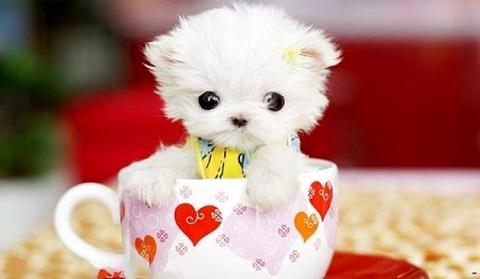 茶杯犬多少钱一只？怎么选购茶杯犬？(图1)