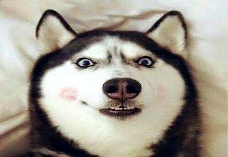 哈士奇怎么看纯不纯？今天就带大家涨涨知识(图1)