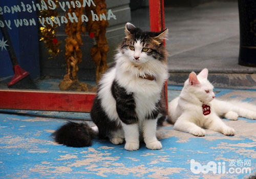 新猫入家门：怎样把它引睹给其余猫？