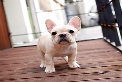 法斗犬呆萌的智商只是人类的2岁，你知道吗(图1)
