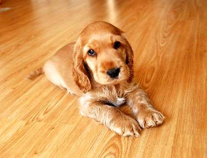 可卡犬几钱一只？瞅过你便领会了！