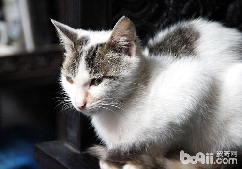 养猫的人更需管制本人的心情？