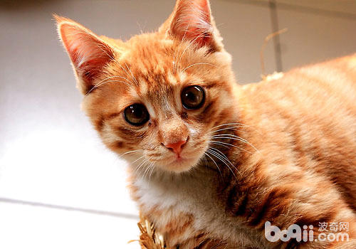 猫咪老了？暮年期猫咪有哪些展现？