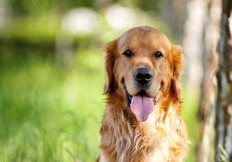 市场上金毛犬的价格是多少？(图1)