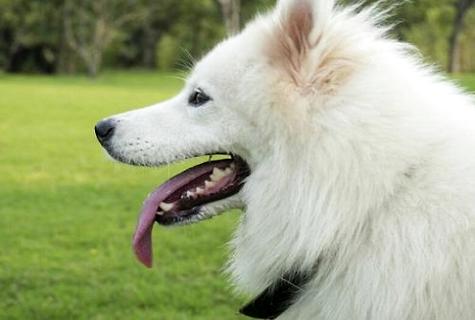 边境牧羊犬训练用品，一起来看看吧。(图1)
