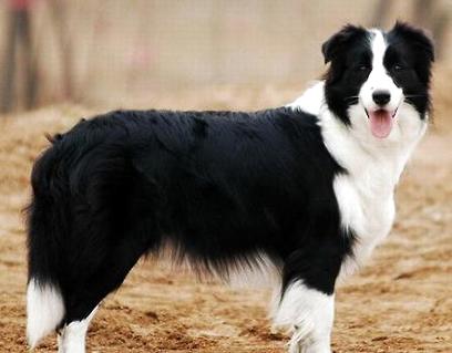 何如练习才华更正边疆牧羊犬的坏习气？ 