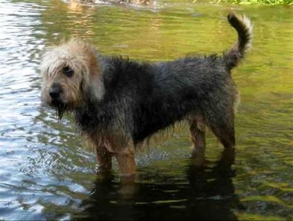 猎犬如何训练喊回来？训练猎犬需要注意什么？(图2)