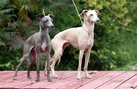 细犬和灵缇有什么区别？仔细辨别一下(图2)