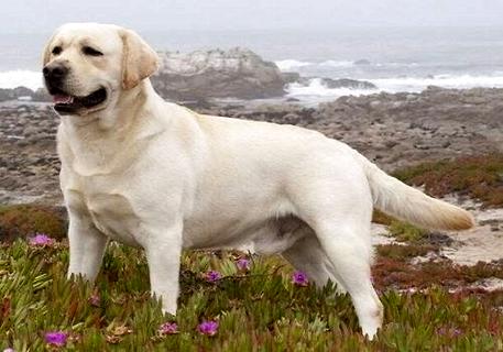 纯种拉布拉多犬多少钱？去哪能买到纯种的拉布拉多犬？(图1)