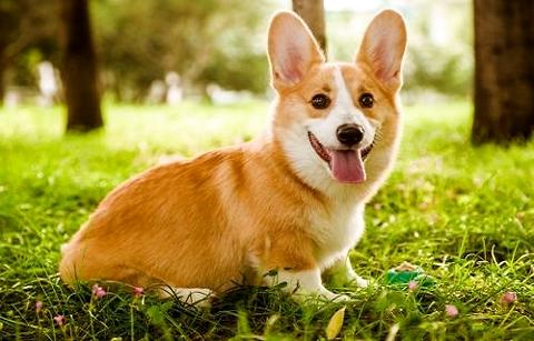 一只柯基幼犬多少钱？怎样才能买到心仪的柯基犬？(图1)