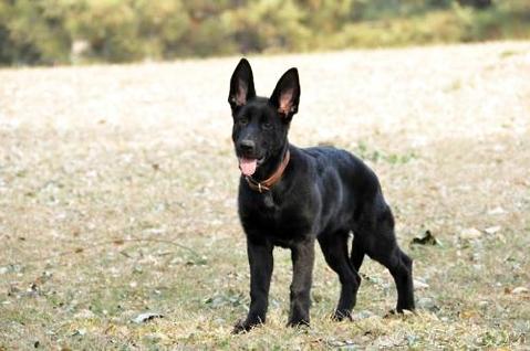 怎样训练东德犬看家呢！一起来看看吧！(图1)