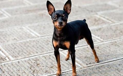 怎样训练杜宾犬便便？训练杜宾犬便便时应该注意什么？(图1)