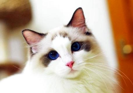 养猫和养狗的区别有哪些？(图2)