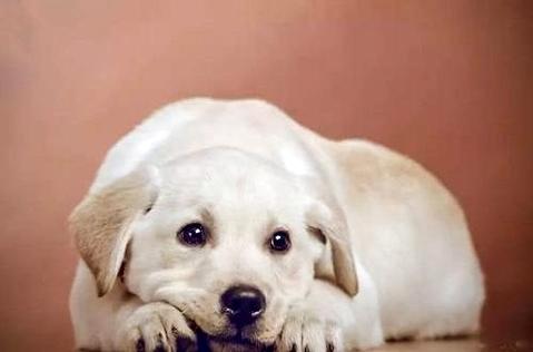 狗狗脱毛严沉怎样办？如许干便对于了！ 