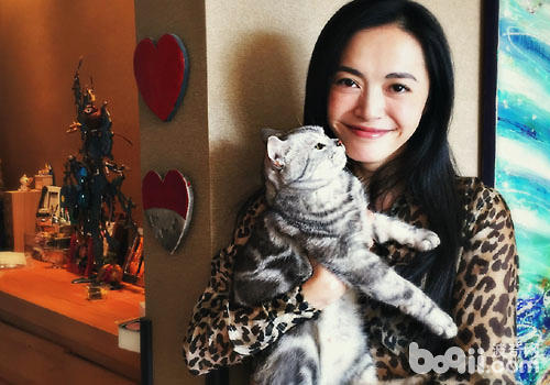 姚朝襟怀猫咪，为什么明星都爱猫？