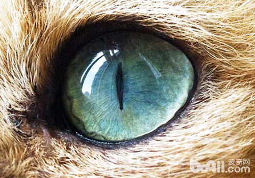 猫咪隐形眼镜，处理近视一步到位