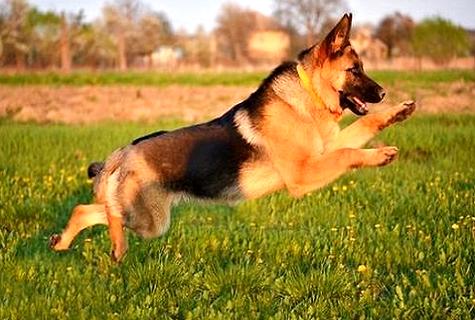比特犬训练后喂什么比较好？(图1)